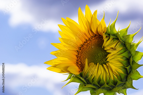 Close up young sunflower the flower is not fully grown in the field and blur background.small depth of field