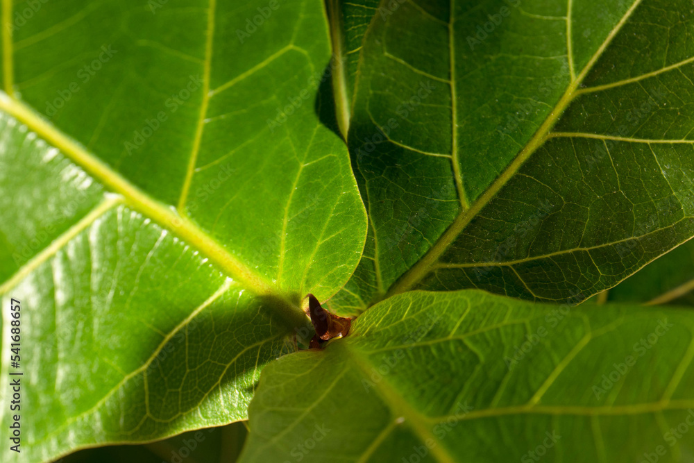 Wallpaper of green leaves of bambino ficus. Close-up. High angle. Green background for your design. Selective focus Wallpaper of green leaves of bambino ficus. Close-up. High angle. Green background for your design. Selective focus