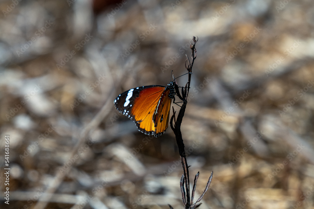 Obraz premium butterfly on a flower