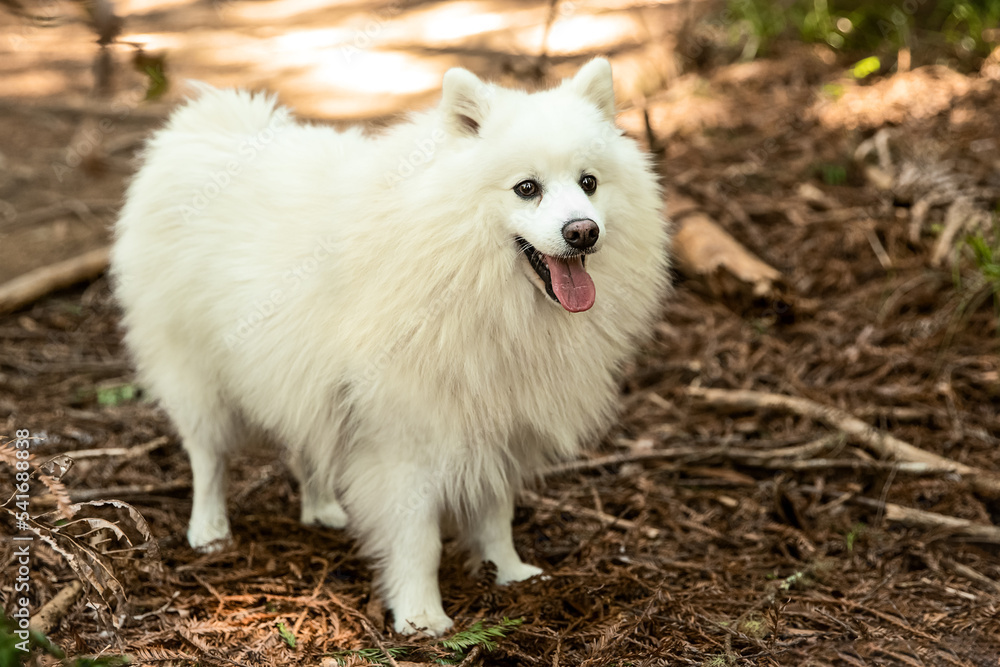 outdoor portrait of happy white fluffy dog on natural background. High quality photo outdoor portrait of happy white fluffy dog on natural background. High quality photo