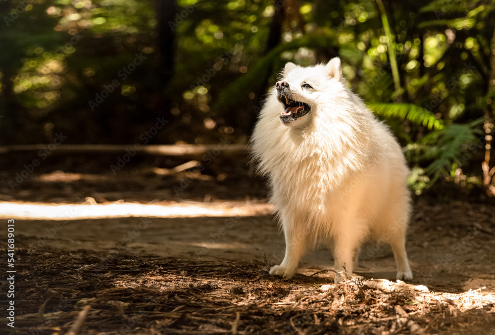 Fototapeta premium outdoor portrait of happy white fluffy dog on natural background. High quality photo