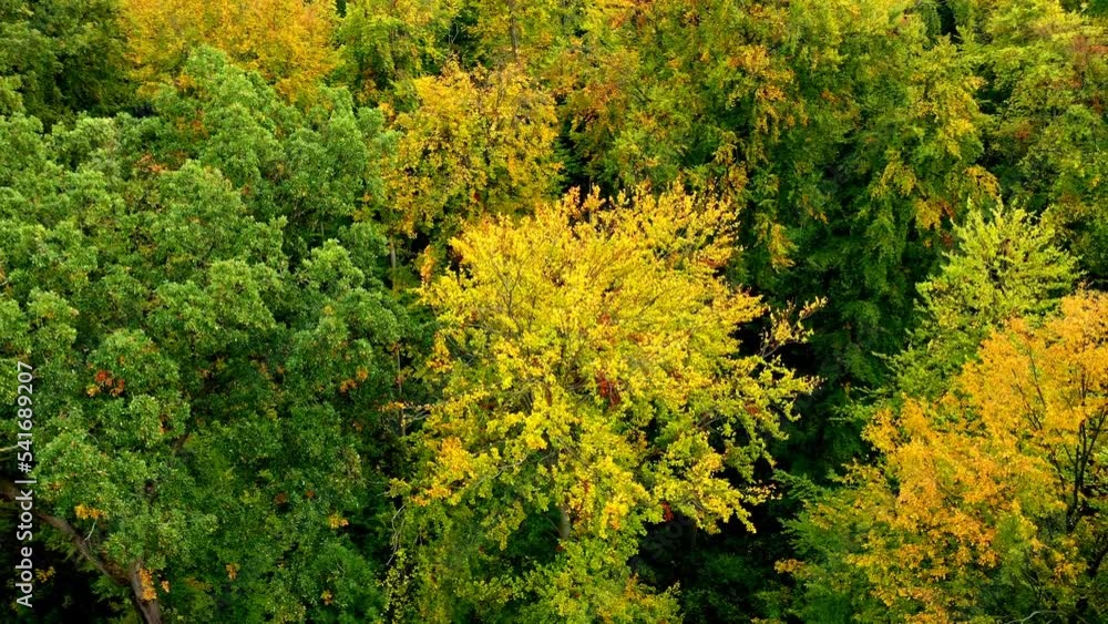 Changing color leaves with a lot of trees in a deciduous forest in aerial view footage zooming out, Germany Changing color leaves with a lot of trees in a deciduous forest in aerial view footage zooming out, Germany