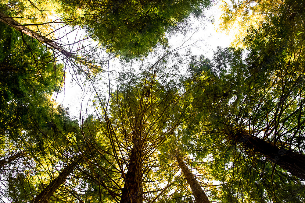 Fototapeta premium tree tops in red wood forest rotorua new zealand. High quality photo