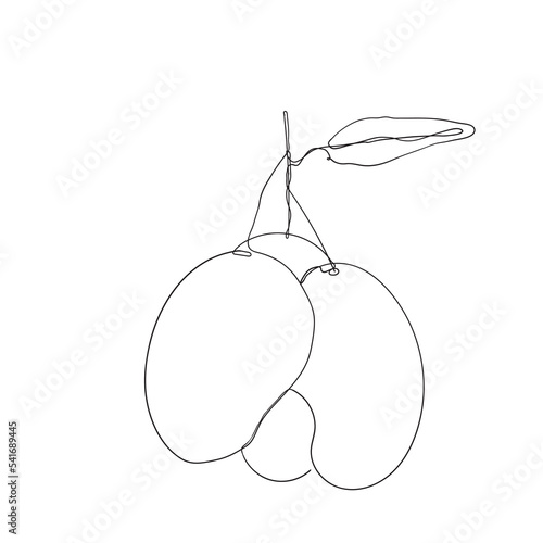 continuous line drawing mango fruit illustration vector