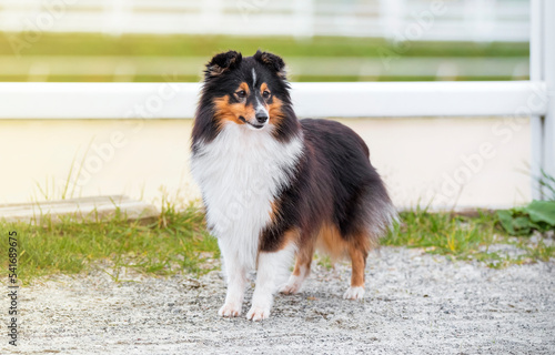 Collie. Sheltie. Stunning nice fluffy tricolor shetland sheepdog, dog outside portrait on a sunny summer day. Little collie dog smiling outdoors with blue heaven sky green grass. Sunlight. Summer