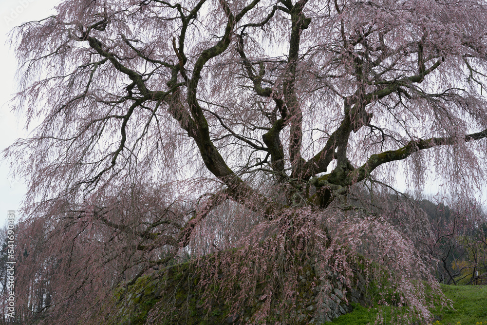 Matabei cherry blossoms that will be in full bloom in a few days Matabei cherry blossoms that will be in full bloom in a few days