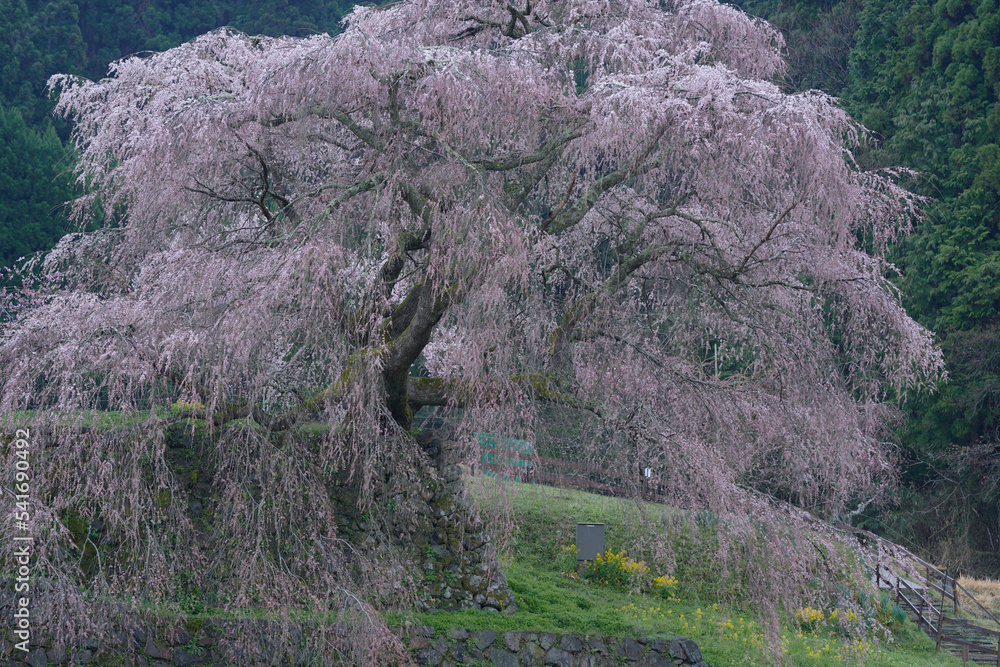 Matabei cherry blossoms that will be in full bloom in a few days Matabei cherry blossoms that will be in full bloom in a few days