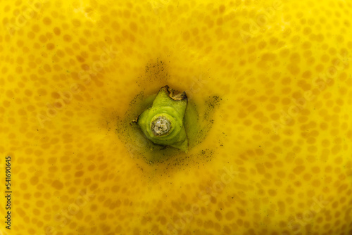Obraz na płótnie Yellow citrus fruit pedicel close-up texture background