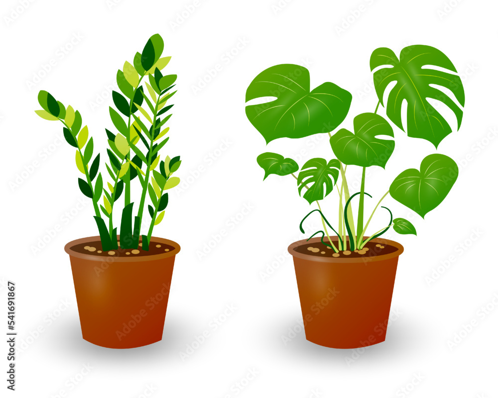 Zamiokulkas Dollar Tree and Monstera plant in pot isolated on white background. Decorative plant for home interior or office. Room flower. Vector illustration. Zamiokulkas Dollar Tree and Monstera plant in pot isolated on white background. Decorative plant for home interior or office. Room flower. Vector illustration.