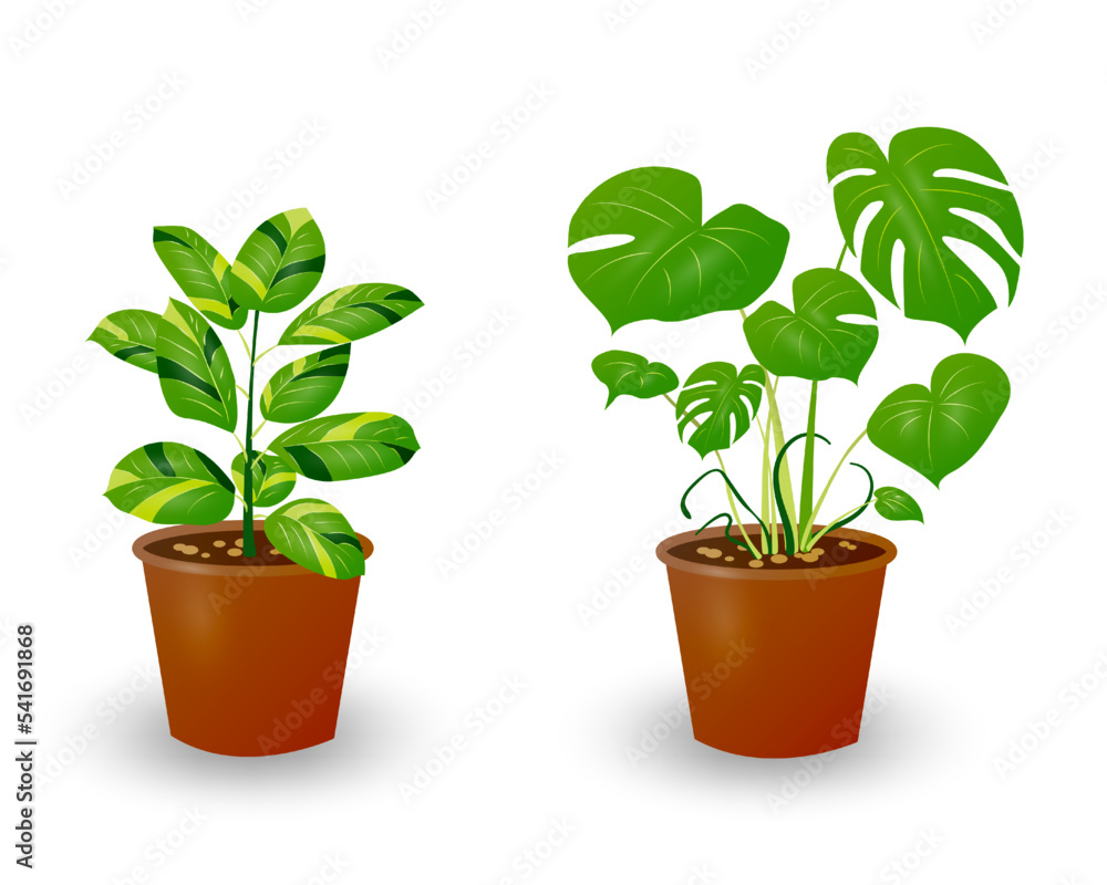 Ficus and Monstera plant in pot isolated on white background. Decorative plant for home interior or office. Room flower. Vector illustration. Ficus and Monstera plant in pot isolated on white background. Decorative plant for home interior or office. Room flower. Vector illustration.
