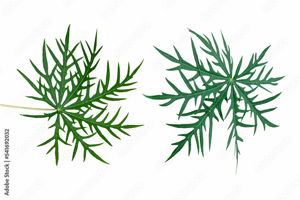 Fototapeta premium Jatropha multifida L leaves white background natural medicine for external wounds 