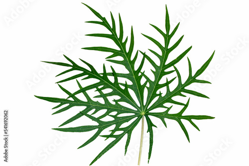 Jatropha multifida L leaves white background natural medicine for external wounds © Semoga