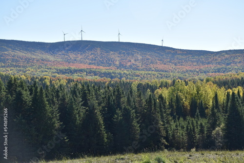 A forest in autumn, Saint-Paul, Québec, Canada