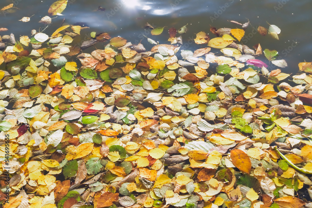 Multi-colored autumn leaves on the surface of the river close-up. Multi-colored autumn leaves on the surface of the river close-up.