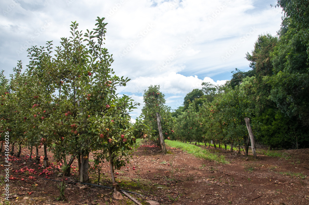View of an apple plantation in brazil