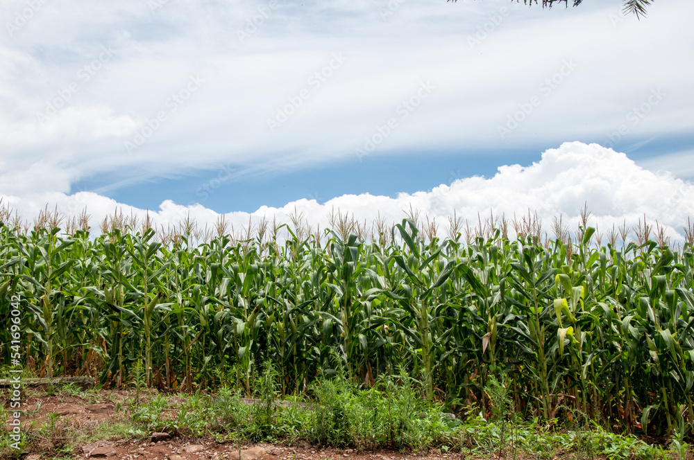 Obraz premium corn field in the summer