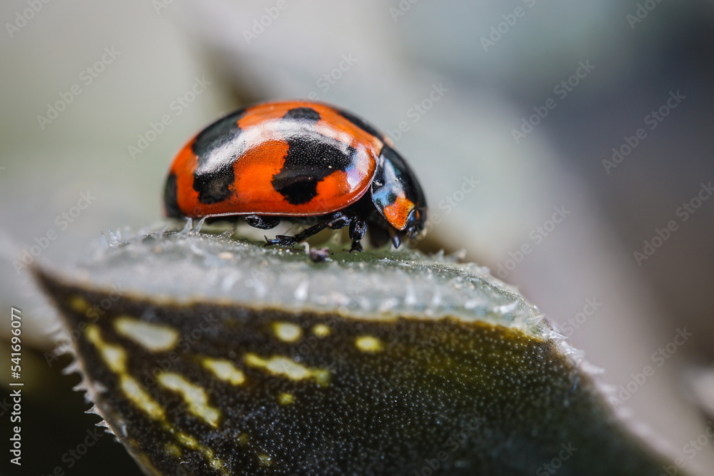Three ladybugs on the green leaf after rain Three ladybugs on the green leaf after rain