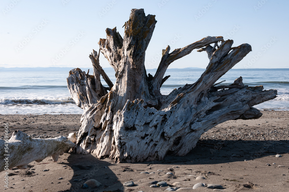 Closer shot of dragon skull-like dried stump at Dungeness Spit, Olympic Peninsula, USA