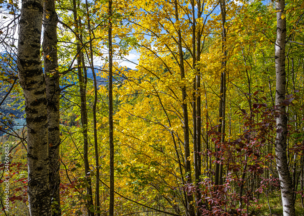 Amazing autumn fall colors as seen above Lac du Chambon resrvoir, near Mizoen village in Isere, Rhyone-Alpes, France Amazing autumn fall colors as seen above Lac du Chambon resrvoir, near Mizoen village in Isere, Rhyone-Alpes, France