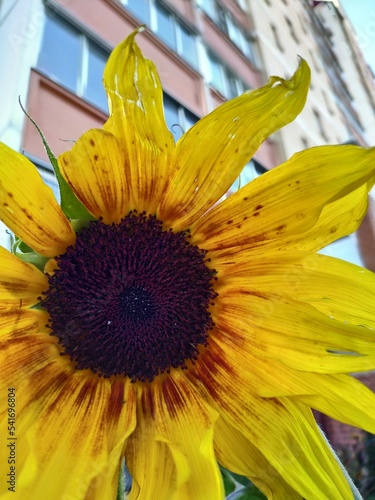 Sunflower close-up on a blurred background of a high-rise building
