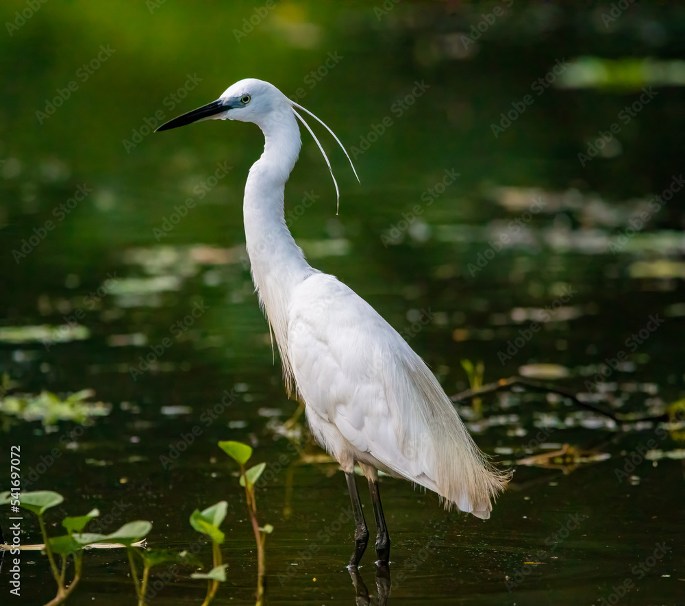 Naklejka premium Egret