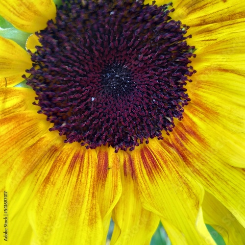 sunflower closeup, square flower background, wallpaper