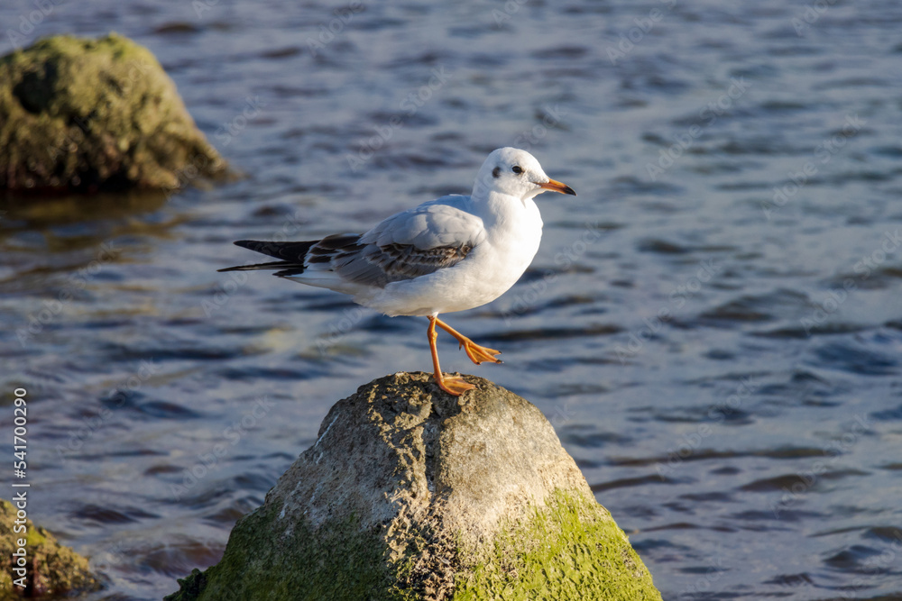 Photo of a seagull relaxing on a stone pillar Photo of a seagull relaxing on a stone pillar