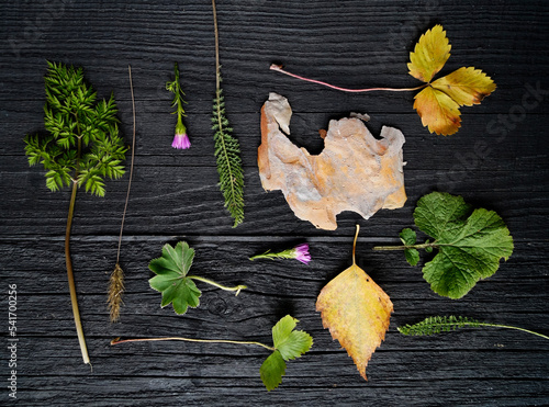 autumn leaves on wooden background
