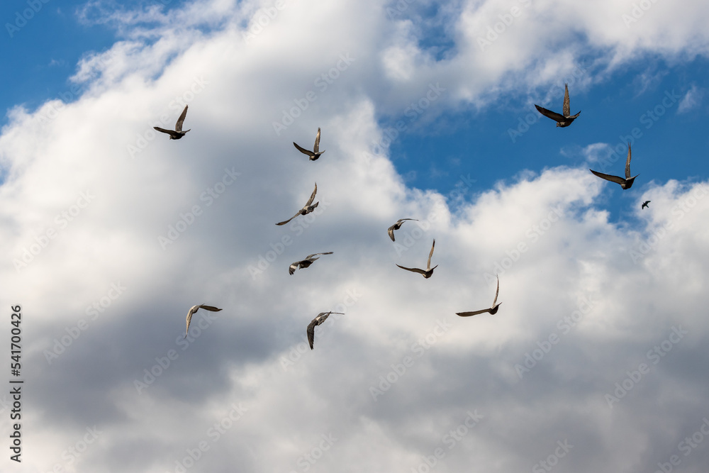 Photo of a flock of pigeons flying