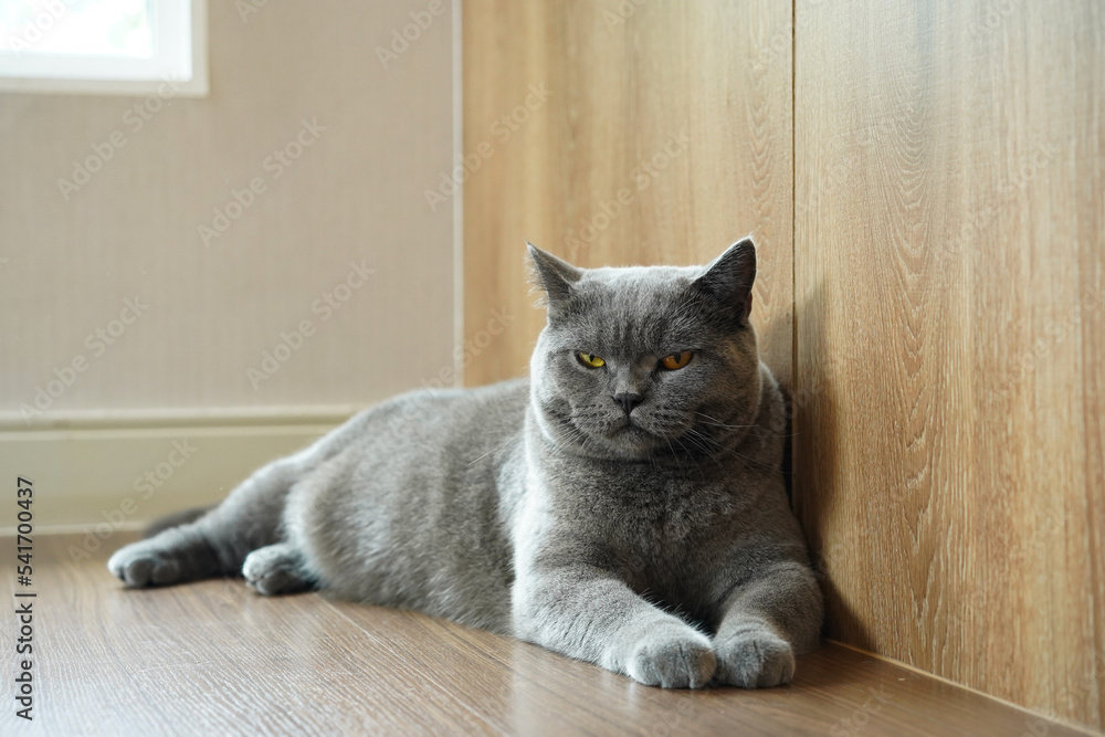 Fat hot sale blue cat
