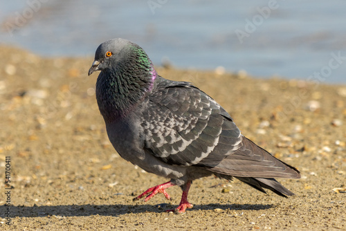 Close-up photo of a pigeon standing by the seaside