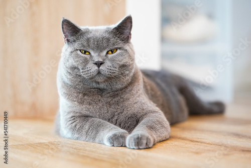 A fat Blue British Shorthair cat is resting on a wooden floor. Looking at camera.