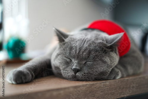 A fat Blue British Shorthair cat is resting on a wooden table.