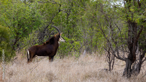Sable cow in the wild