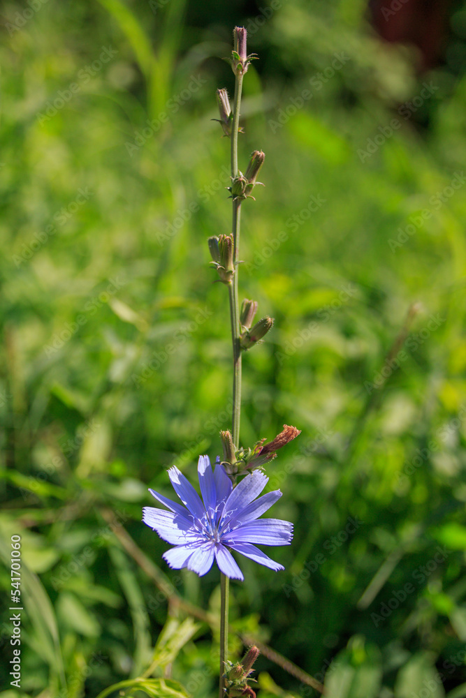 Blue Chicory flower - Cichorium intybus, herb on green meadow Blue Chicory flower - Cichorium intybus, herb on green meadow