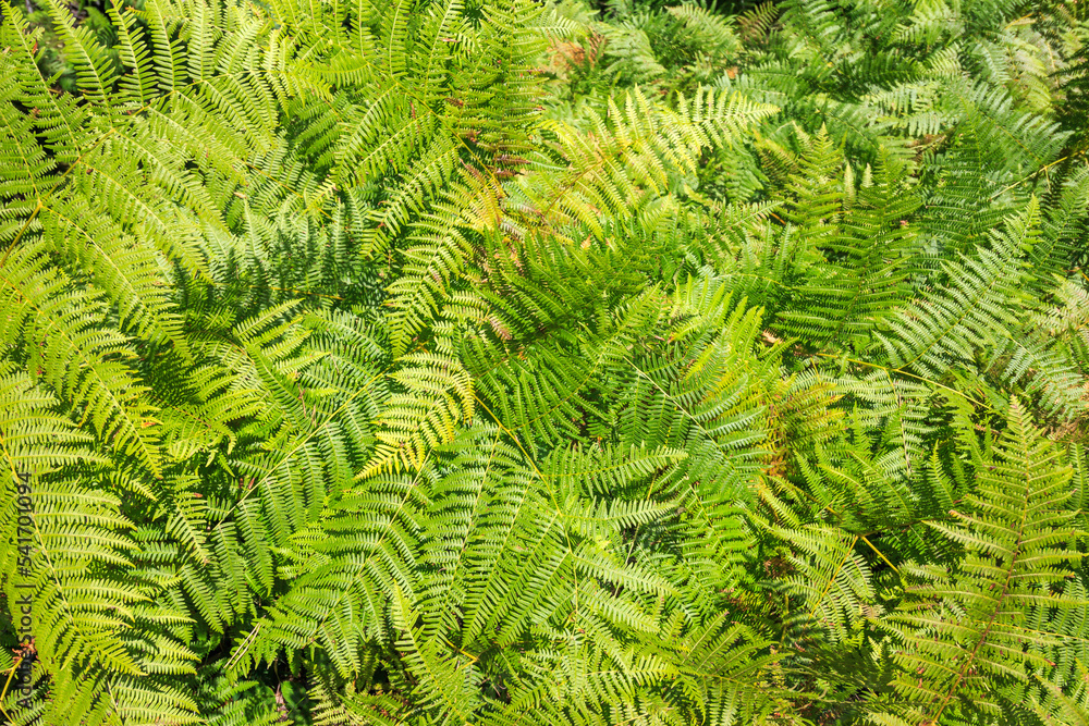 Green fern leaves bush, background, texture