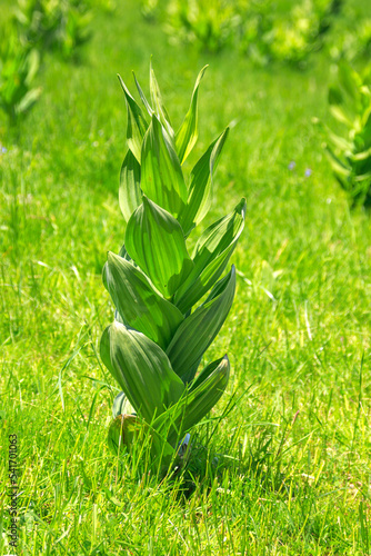 Herb Hellebore  Veratrum Lobelianum  ongreen meadow  not bloomed  vertical