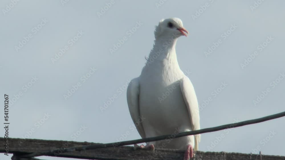 white dove cooing against the sky, close-up