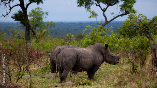 White rhino early morning in Kruger