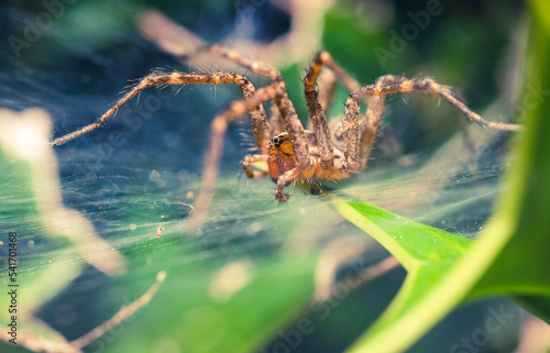 Fotobehang Spider