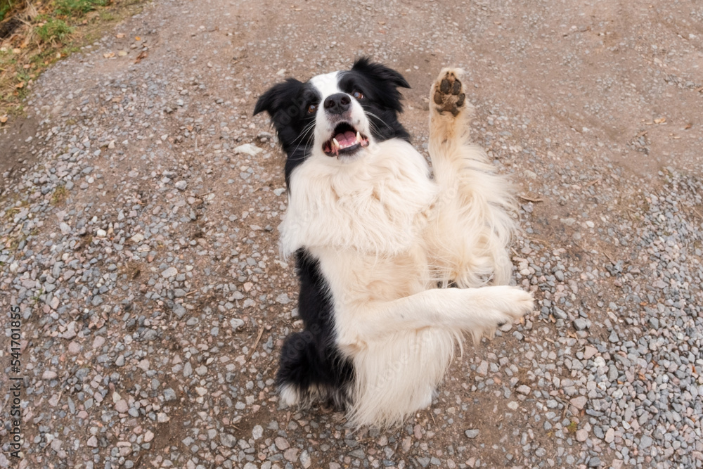 Pet activity. Puppy dog border collie walking in park outdoor. Pet dog with funny face jumping on road in summer day. Pet care and funny animals life concept. Funny emotional dog