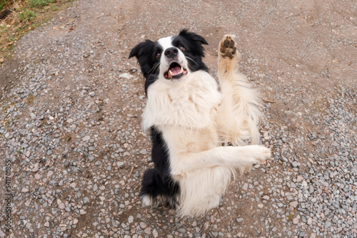 Pet activity. Puppy dog border collie walking in park outdoor. Pet dog with funny face jumping on road in summer day. Pet care and funny animals life concept. Funny emotional dog © Юлия Завалишина