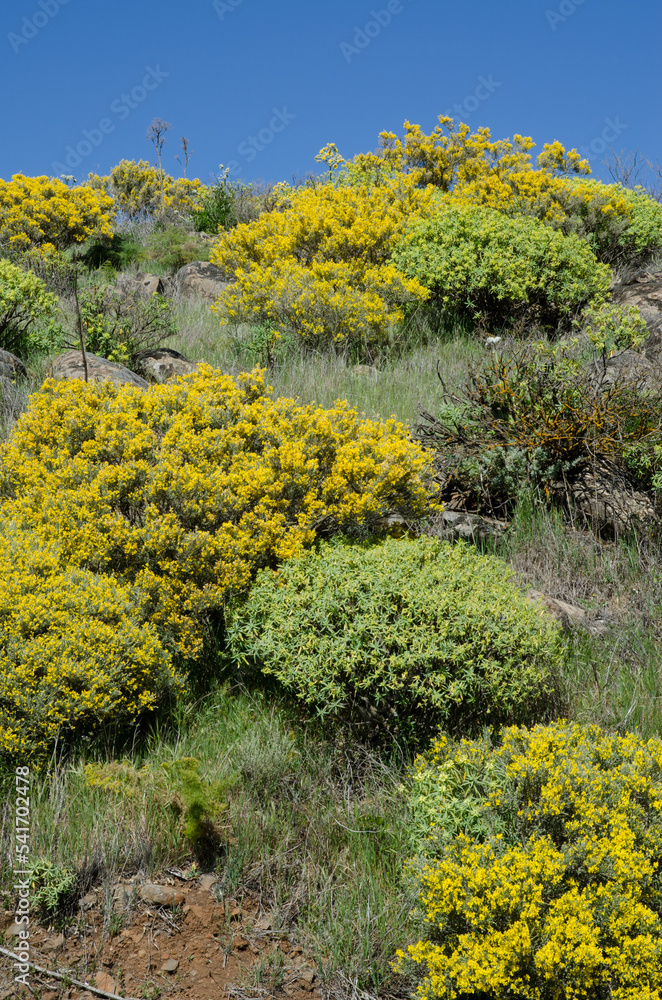 Thicket with Teline microphylla in flower and Euphorbia regis-jubae. Las Cumbres Protected Landscape. Gran Canaria. Canary Islands. Spain.