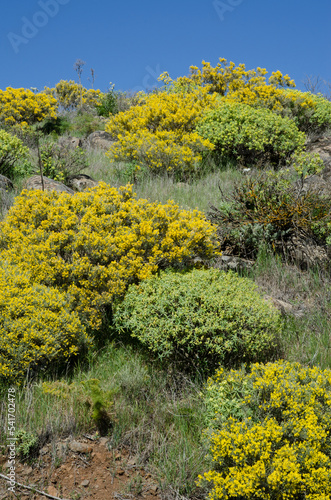 Fototapeta Naklejka Na Ścianę i Meble -  Thicket with Teline microphylla in flower and Euphorbia regis-jubae. Las Cumbres Protected Landscape. Gran Canaria. Canary Islands. Spain.