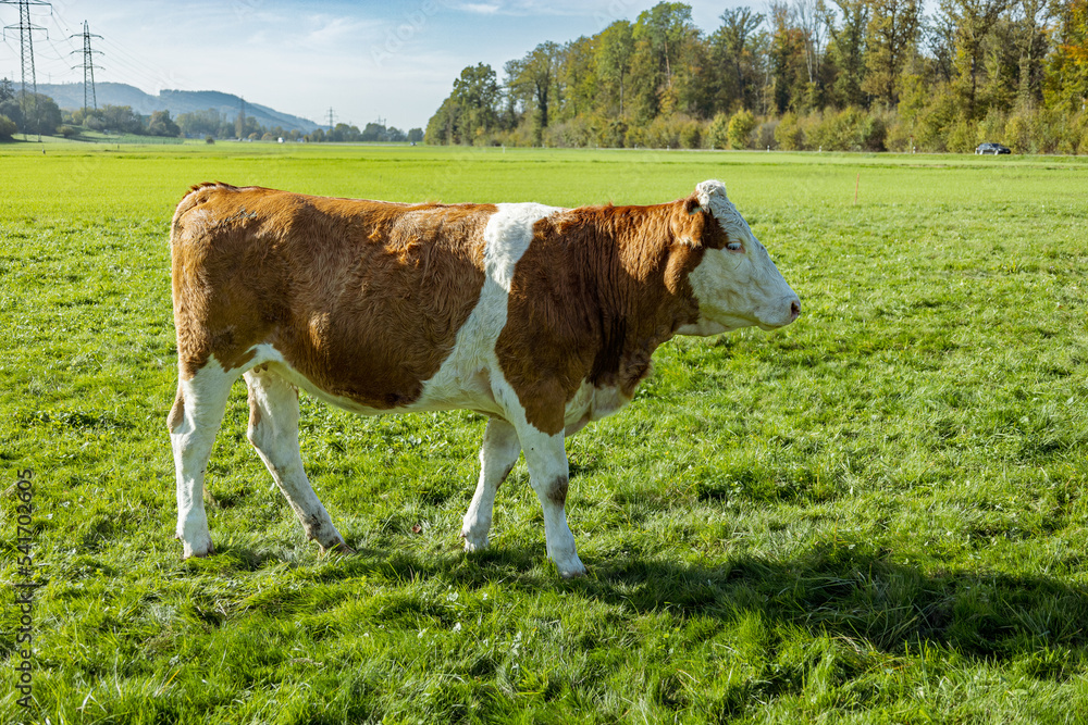 cow on a meadow, Switzerland