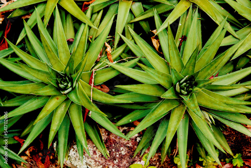 Wallpaper Mural close up of tree Torontodigital.ca