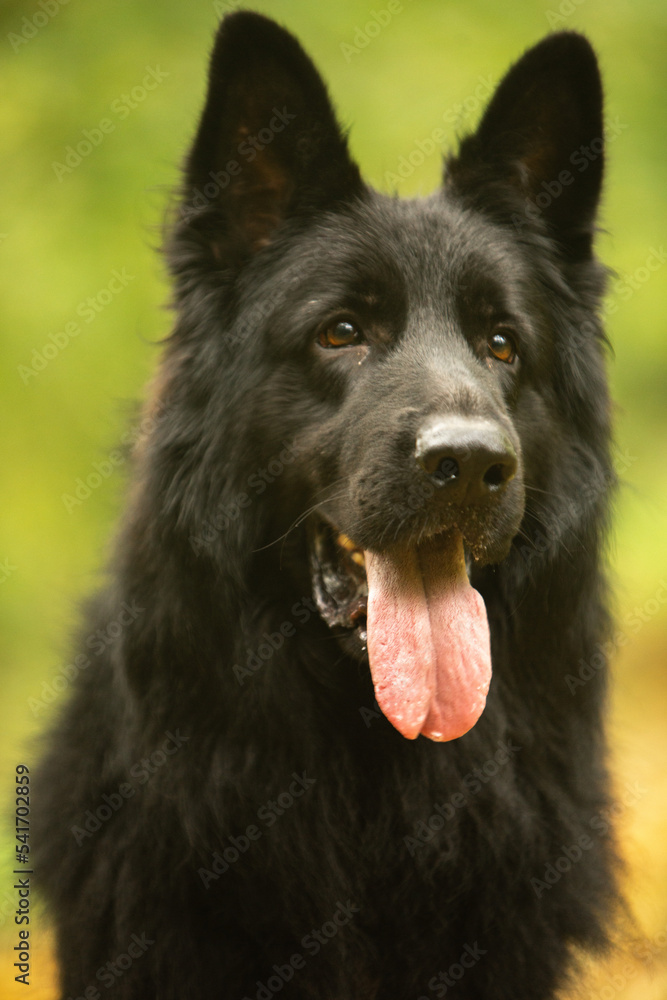 german shepherd dog german shepherd dog