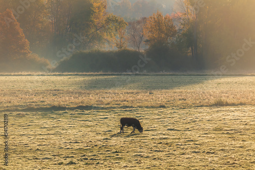 Cow eating on pasture with misty fog. Czech autumn landscape, agriculture background