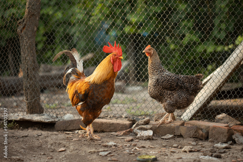 Rooster in an open coop and a hen on the background