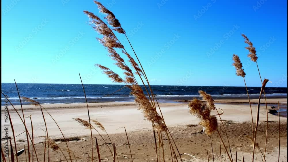 View at reed moving slowly in the wind in front of a Baltic Sea beach. A cold autumn day. View at reed moving slowly in the wind in front of a Baltic Sea beach. A cold autumn day.